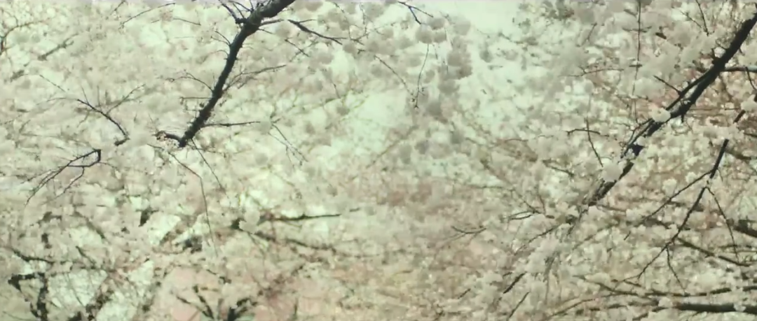 [Film] AN – Von Kirschblüten und roten Bohnen